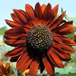 Sunflower Velvet Queen Imported heirloom non-gmo garden seeds