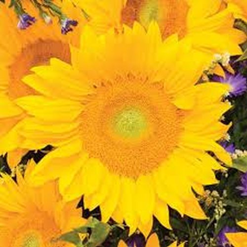 Sunflower Vincent Fresh Imported heirloom non-gmo organic garden seeds