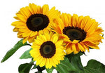 Sunflower Vincent Imported heirloom non-gmo garden seeds