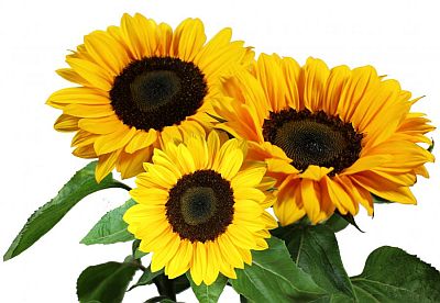 Sunflower Vincent Imported heirloom non-gmo garden seeds