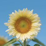 Sunflower White Lite F1 Imported heirloom non-gmo organic garden seeds