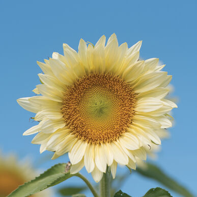 Sunflower White Lite F1 Imported heirloom non-gmo organic garden seeds