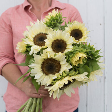 Sunflower White Nite F1 Imported heirloom non-gmo organic garden seeds