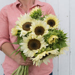 Sunflower White Nite F1 Imported heirloom non-gmo organic garden seeds
