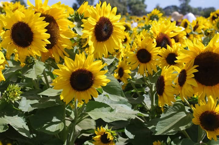 Helianthus Annuus Flower Seeds for Planting – Bright Sunflower Blooms for Gardens