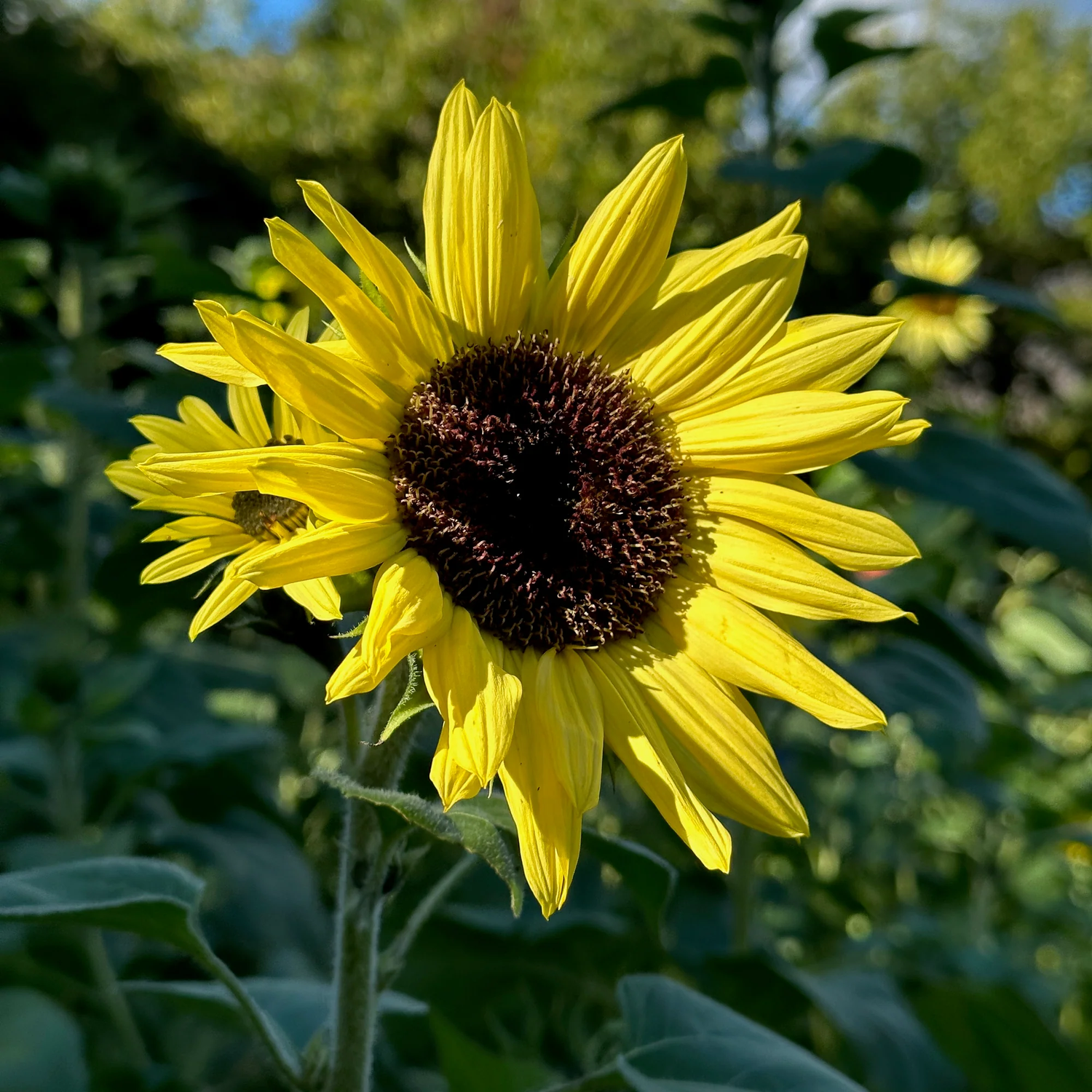 Sunflower Opera Imported – Heirloom, Non-GMO, High Germination Organic Garden Seeds