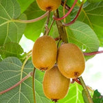 Sungold golden kiwi seeds heirloom non GMO for planting
