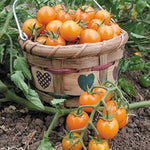 Sungold Tomato Seeds for Planting - 100 Pcs pcs - Dharaseeds