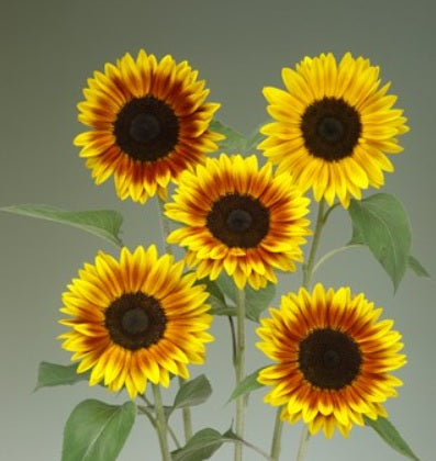 Sunflower Ziggy F1 Imported heirloom non-gmo organic garden seeds