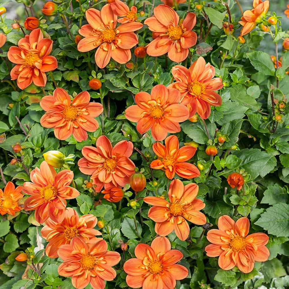 Dahlia Sunny Reggae Warm-Toned Bloom Flower Seeds