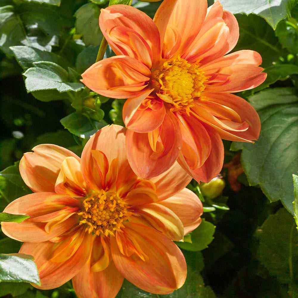 Dahlia Sunny Reggae Warm-Toned Bloom Flower Seeds