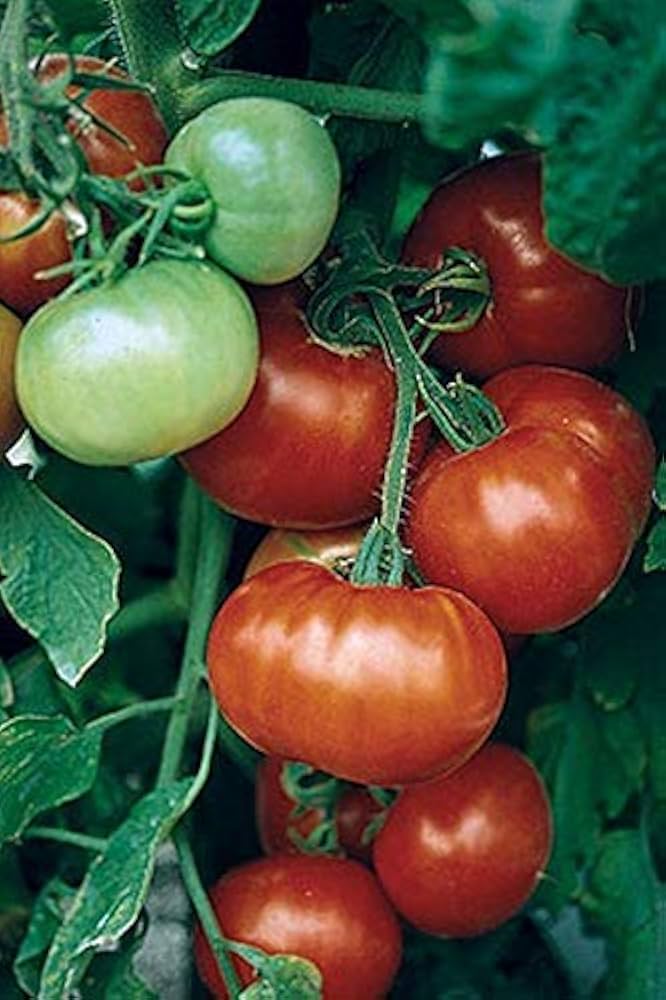 Super Fantastic VF Hybrid Tomato Seeds – Early, Firm Red Tomatoes with Great Flavor - Dharaseeds