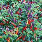Super hot pepper seeds 7 Pot Jonas for sunny outdoor garden