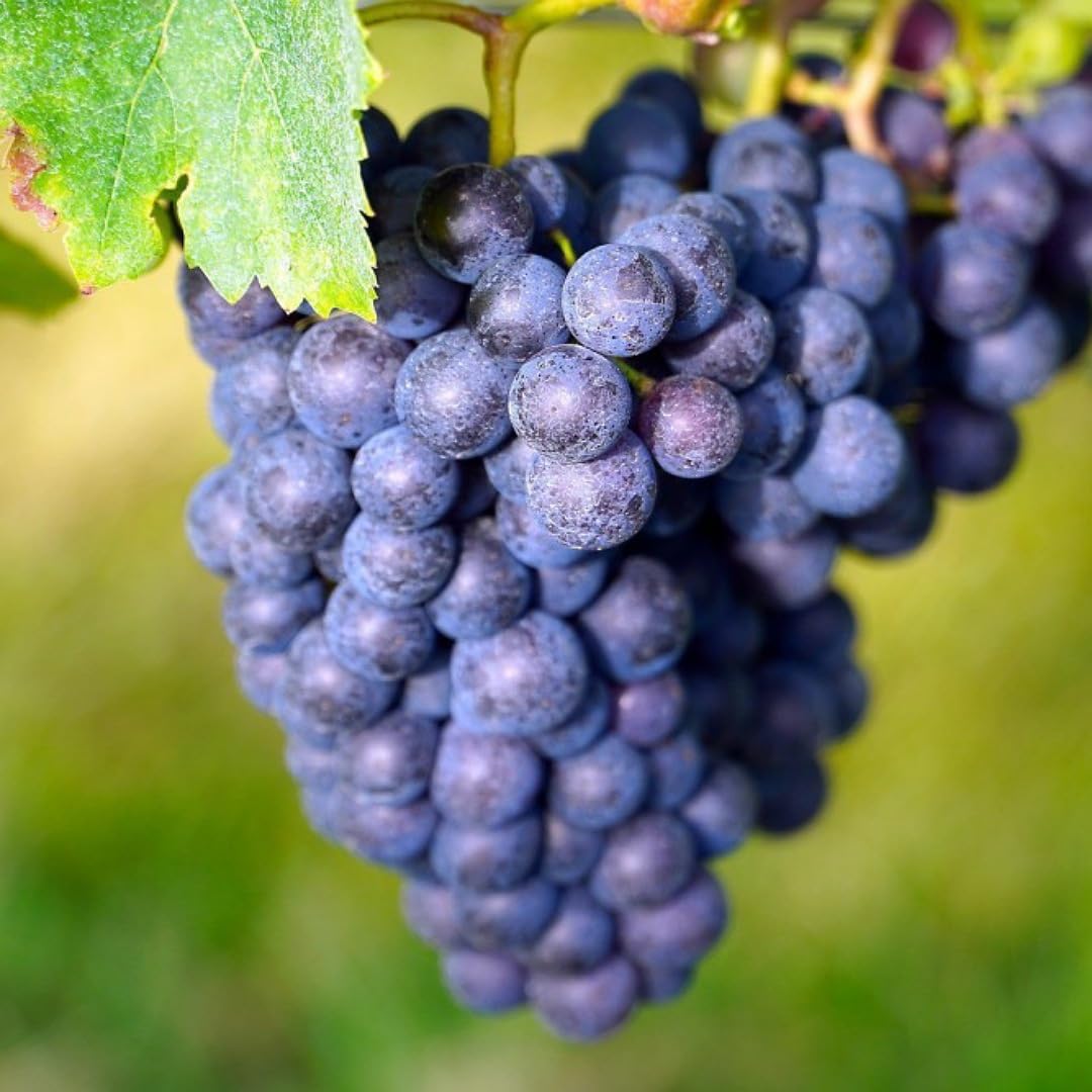 Super sweet Midnight Beauty Grapes grown from seeds