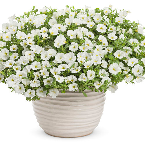 Calibrachoa White Hybrid