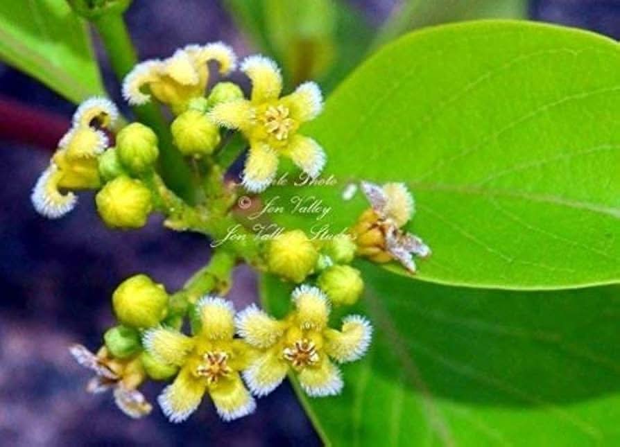 Swallow Root Medicinal Herb Seeds for Native Garden