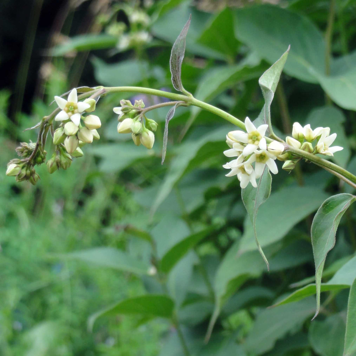 Swallow Root Plant Growth Guide Decalepis hamiltonii Seeds