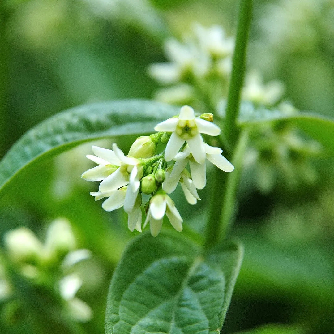 Swallow Root Seeds Decalepis hamiltonii Non-GMO Medicinal Herb