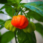 Sweet Aji Cubano pepper seeds with high germination for gardeners