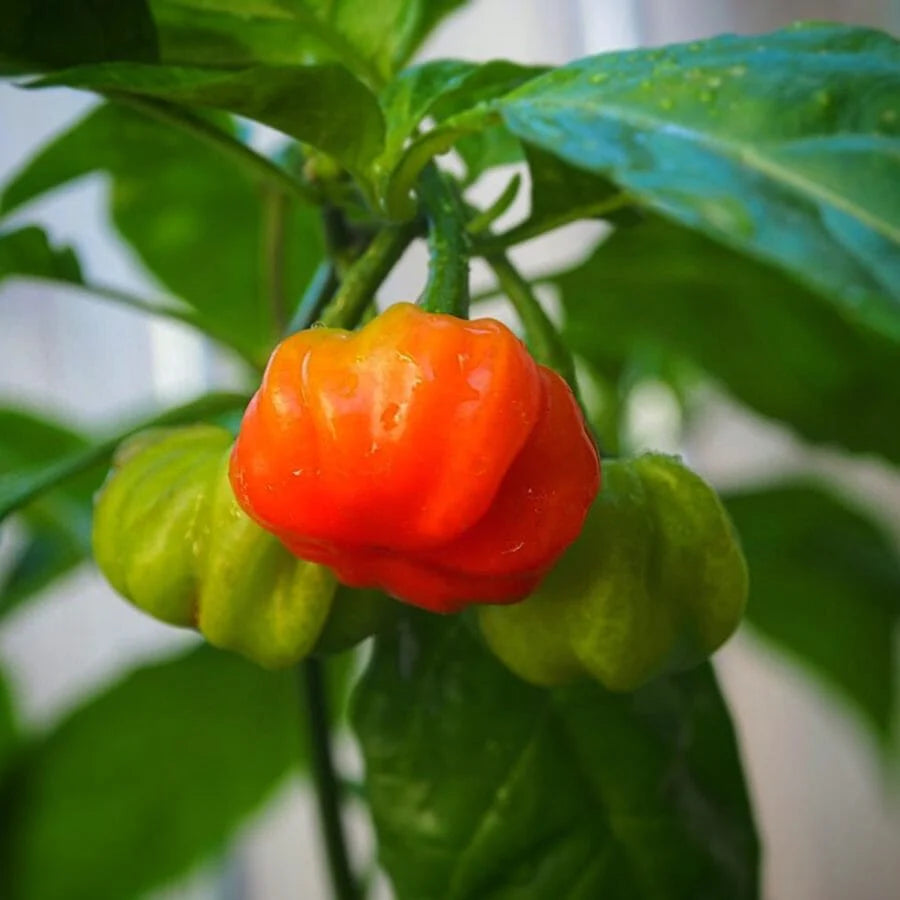Sweet Aji Cubano pepper seeds with high germination for gardeners