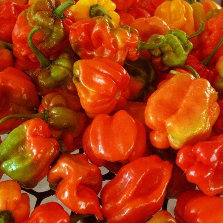 Non GMO Aji Dulce sweet pepper seeds for warm season gardens