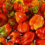 Non GMO Aji Dulce sweet pepper seeds for warm season gardens