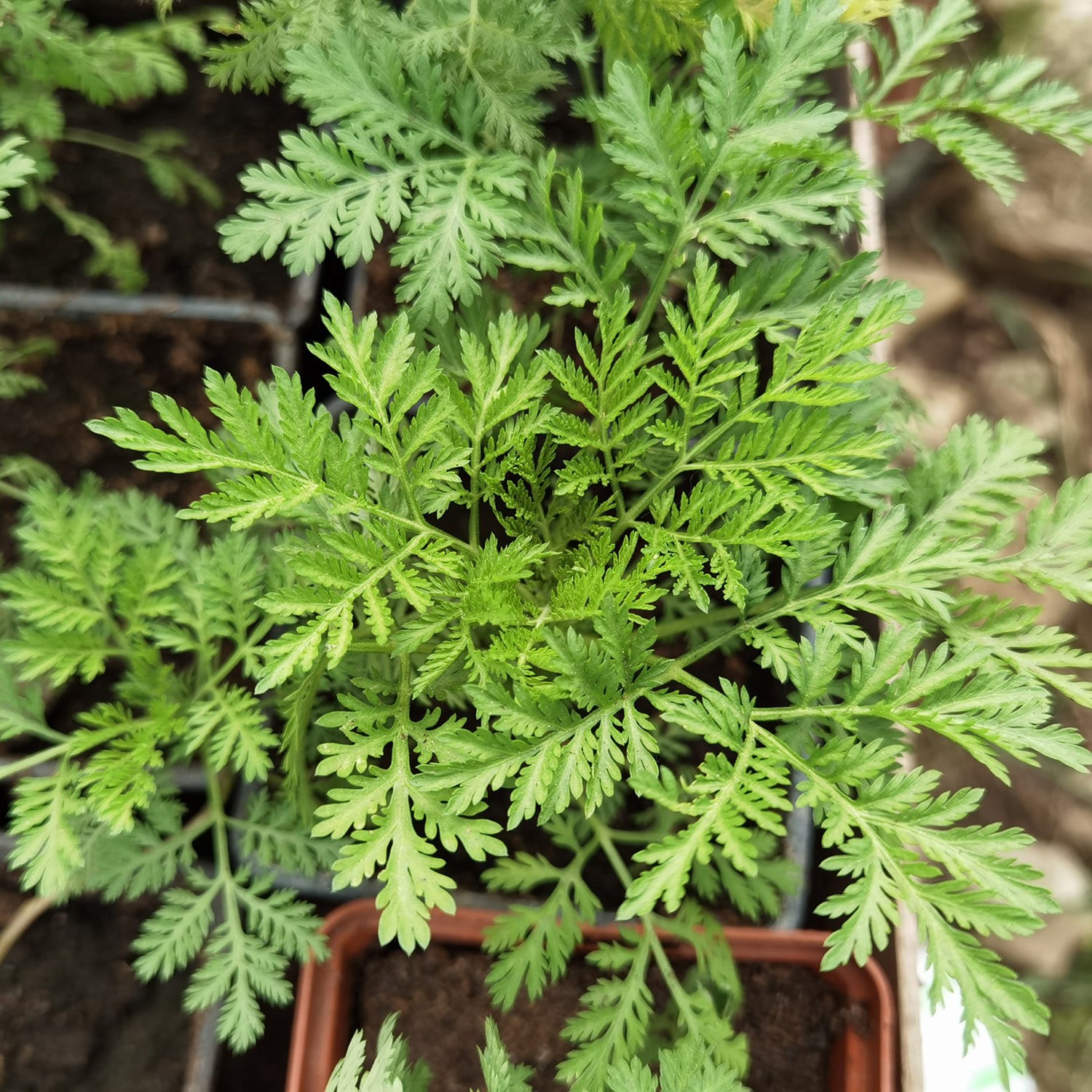 Sweet Annie seeds for planting in home garden