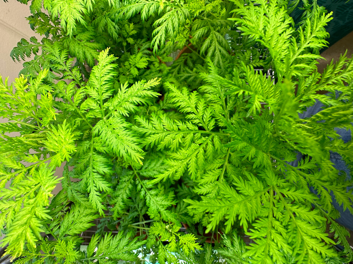 Sweet Annie seedlings growing in nursery trays