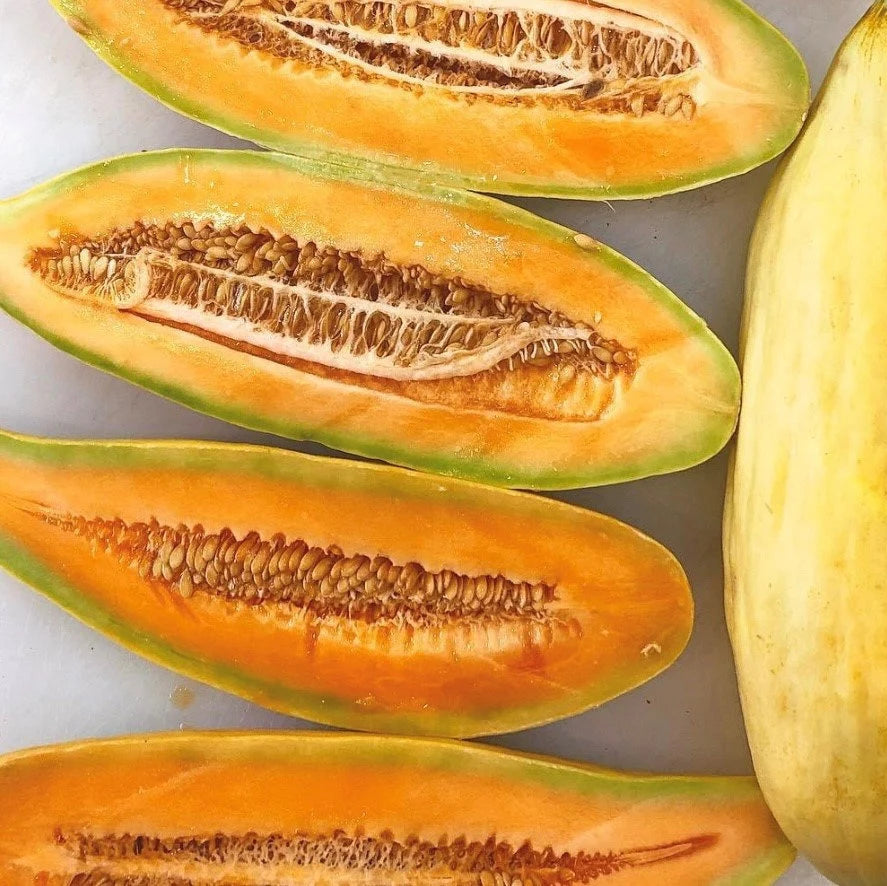 Sweet Banana Melon seeds ideal for home gardeners