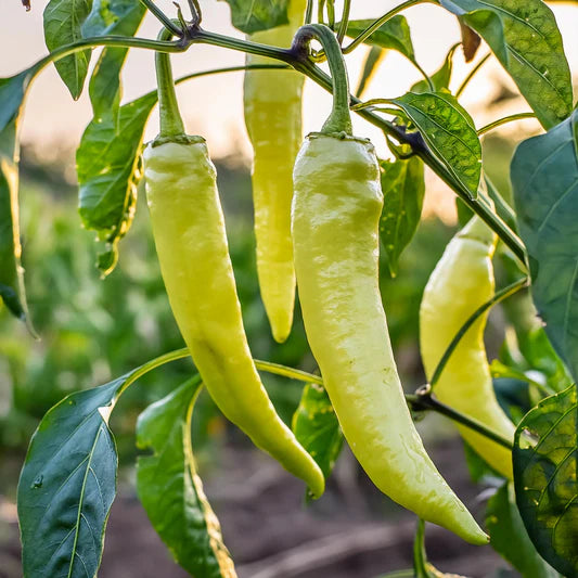 Banana Pepper Vegetable Seeds for Planting