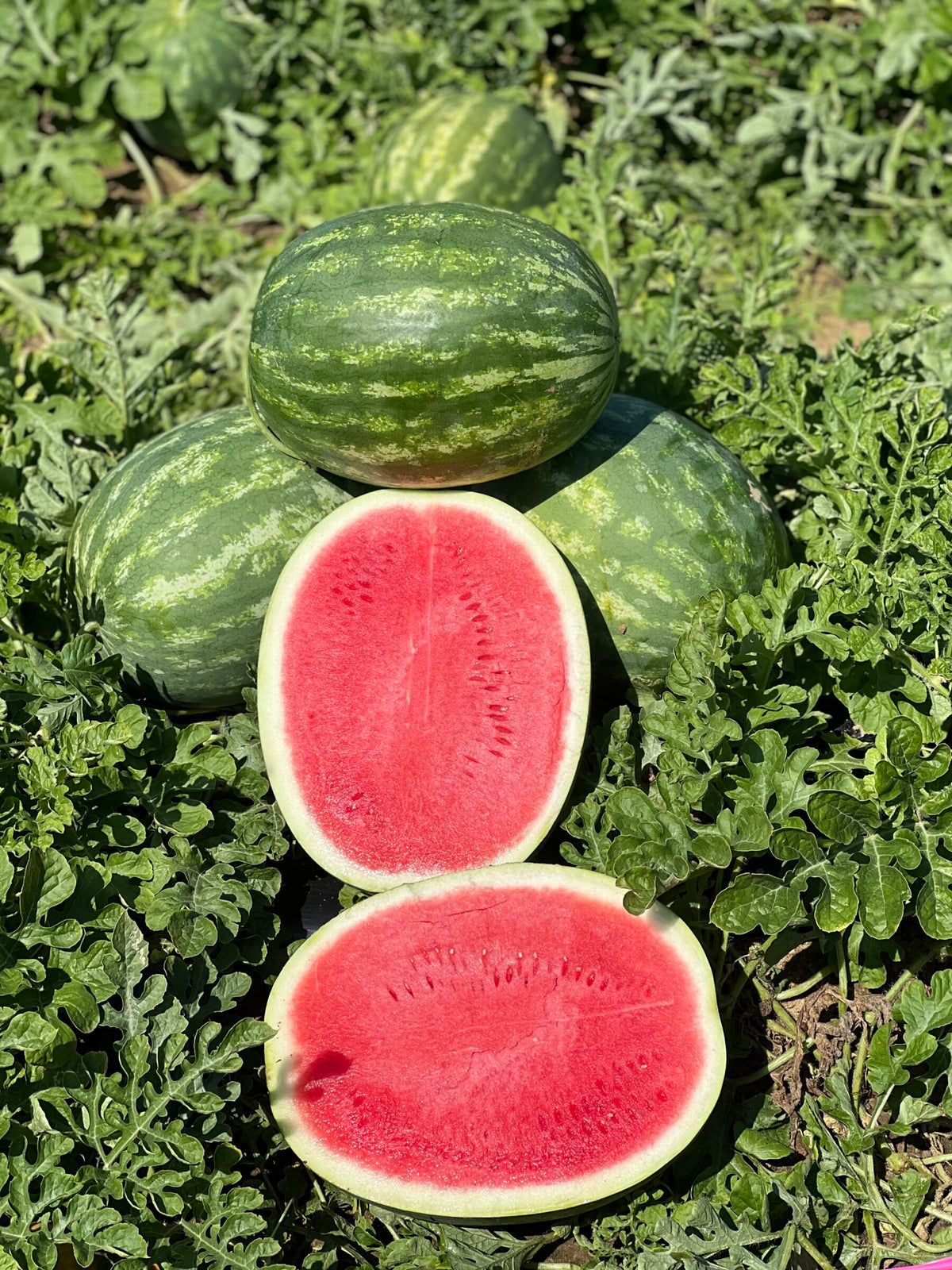 Sweet Beauty hybrid watermelon seeds non GMO high germination