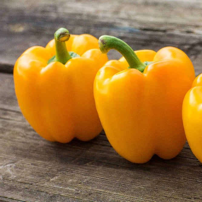 Yellow Sweet Bell Pepper Seeds Thick Wall High Quality
