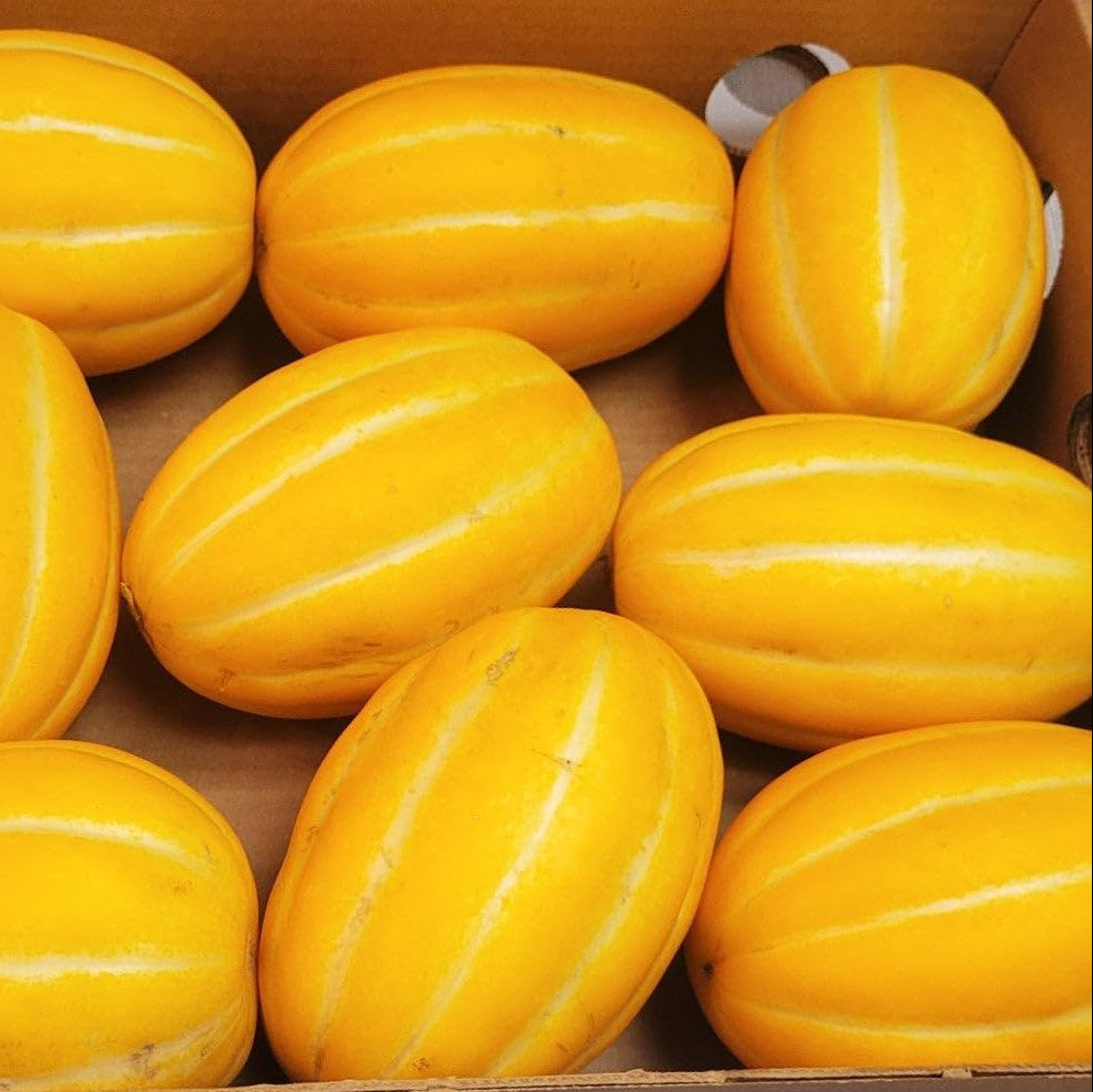 Sweet cantaloupe melon seeds for vigorous healthy plants