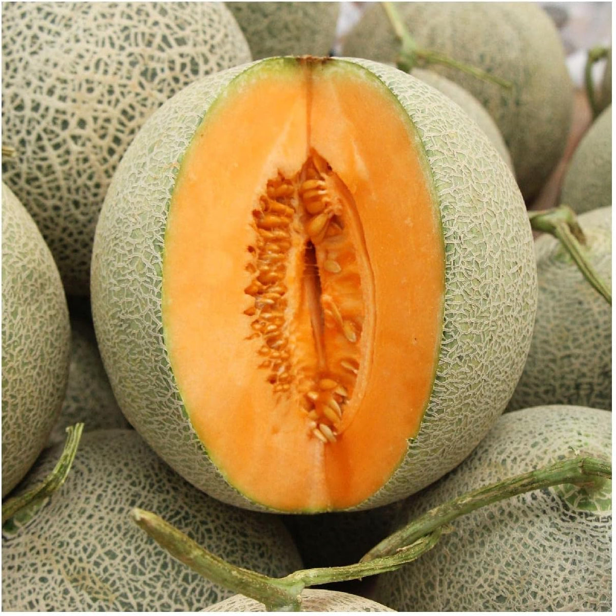 Sweet Cantaloupe Melons grown from seeds orange flesh melon