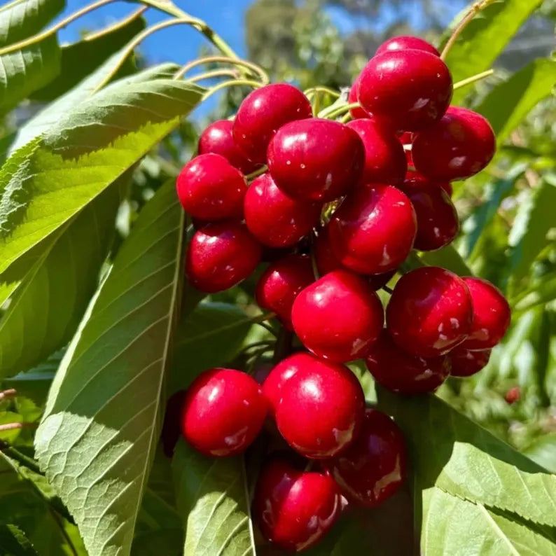 Sweet Cherry seeds for backyard orchard planting