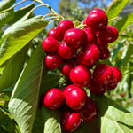 Sweet Cherry seeds for backyard orchard planting