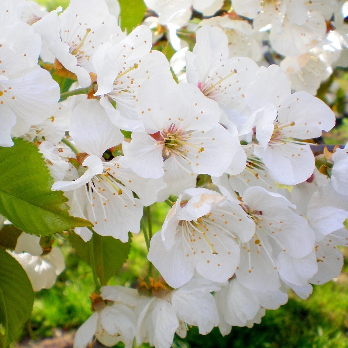 Sweet Cherry Seeds with high germination for home growers