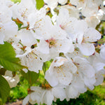 Sweet Cherry Seeds with high germination for home growers