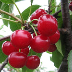 Sweet Cherry tree growing from seeds
