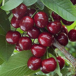 Sweet Cherry tree seeds Prunus avium for planting