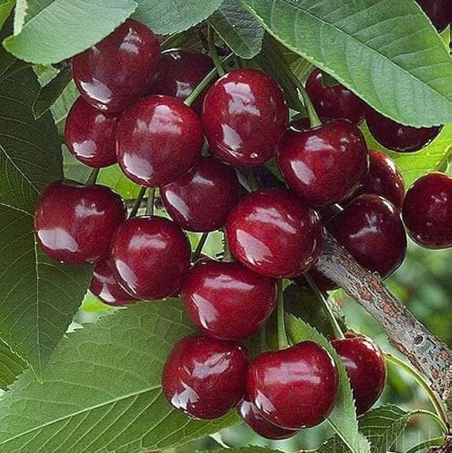 Sweet Cherry tree seeds Prunus avium for planting