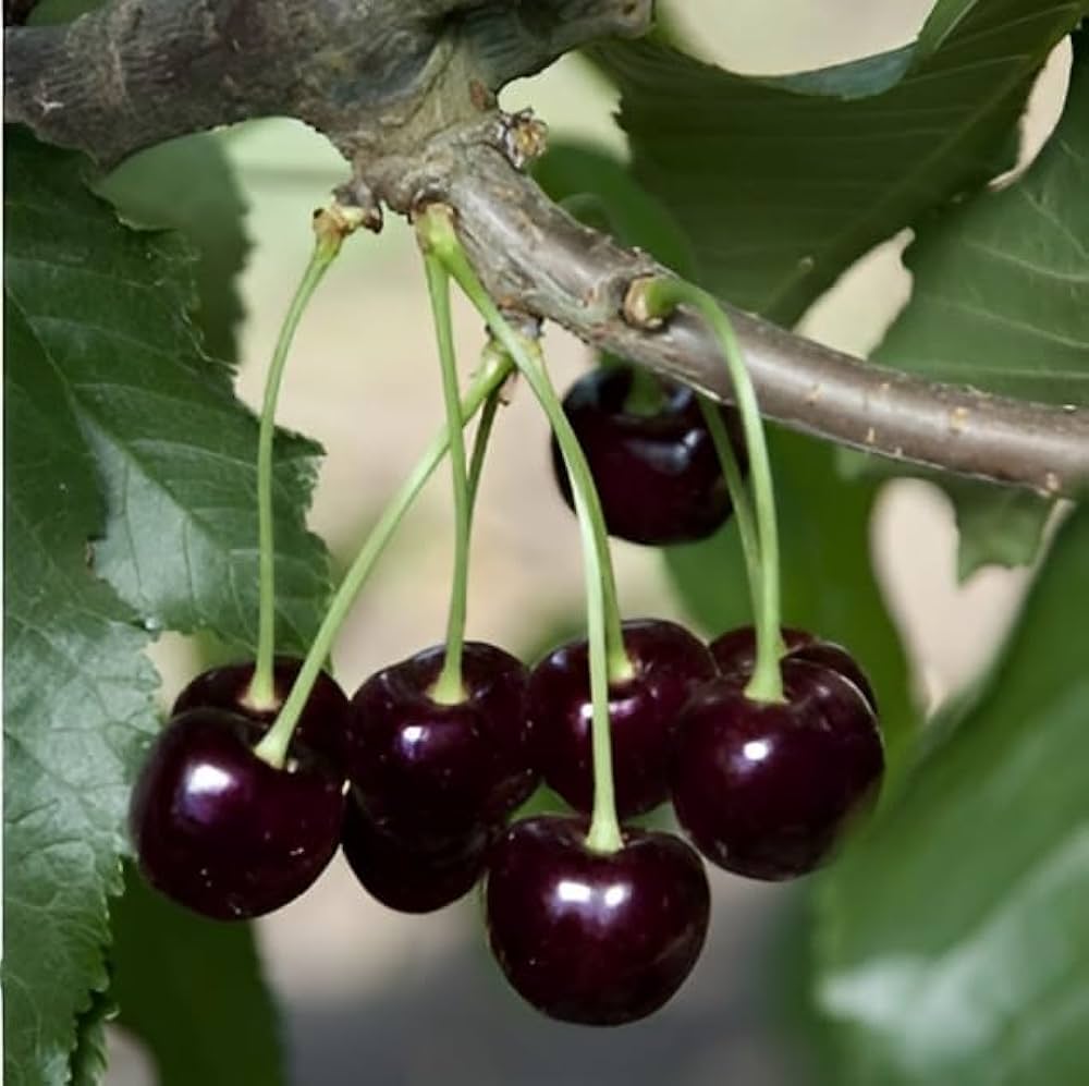 Sweet cherry tree seeds Prunus Avium for planting
