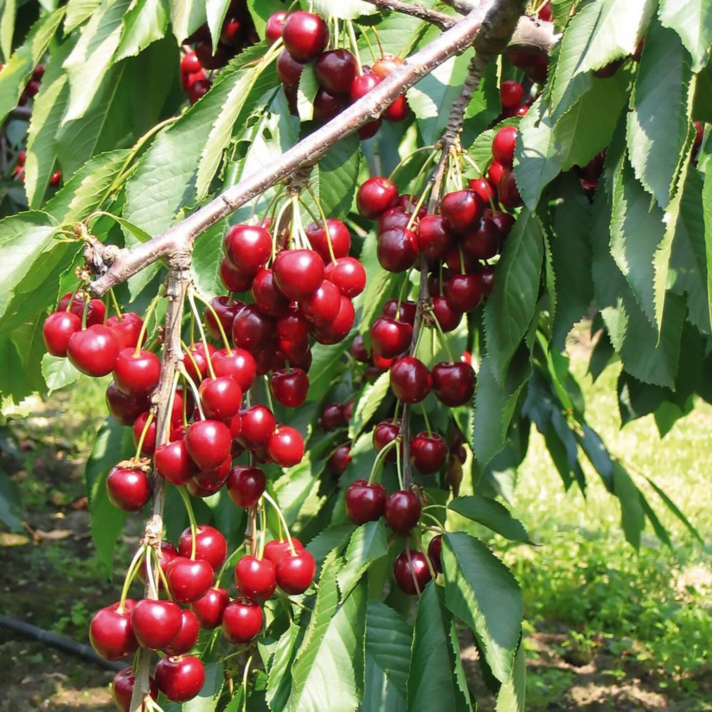 Sweet Cherry Tree Seeds Prunus avium for home orchard planting