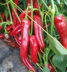Sweet Chilli Pepper Seeds for Planting - 100 Pcs pcs - Dharaseeds
