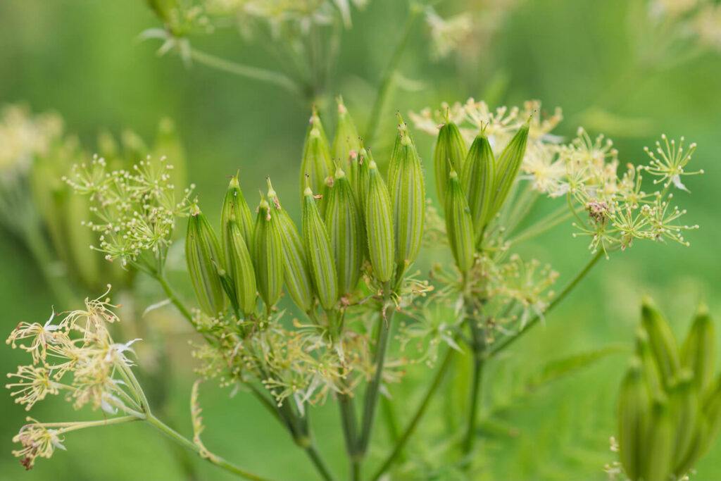 Green Cicely Plant Seeds for Planting