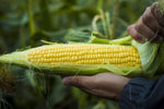 Sweet Corn Open Pollinated heirloom non-GMO organic garden seeds