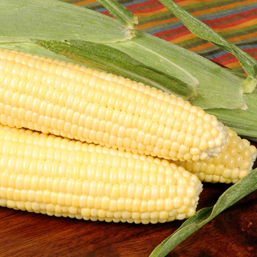 Sweet corn seeds high germination organic garden variety