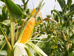Sweet corn seeds Early Sunglow fast maturing corn variety