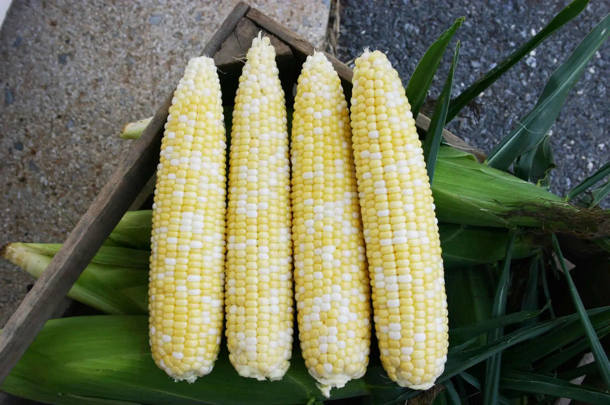 Sweet corn seeds non GMO high yield garden planting
