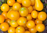 Sweet Gold FT Hybrid Tomato Seeds – Golden Cherry Tomatoes with Crisp Texture - Dharaseeds